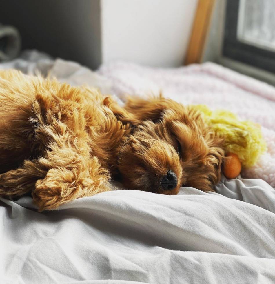 Hypoallergenic Cavoodle Poodle Mix Pup