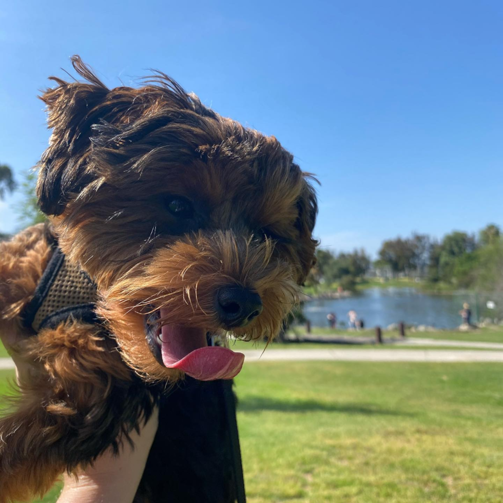 Popular Yorkie Poo Poodle Mix Pup