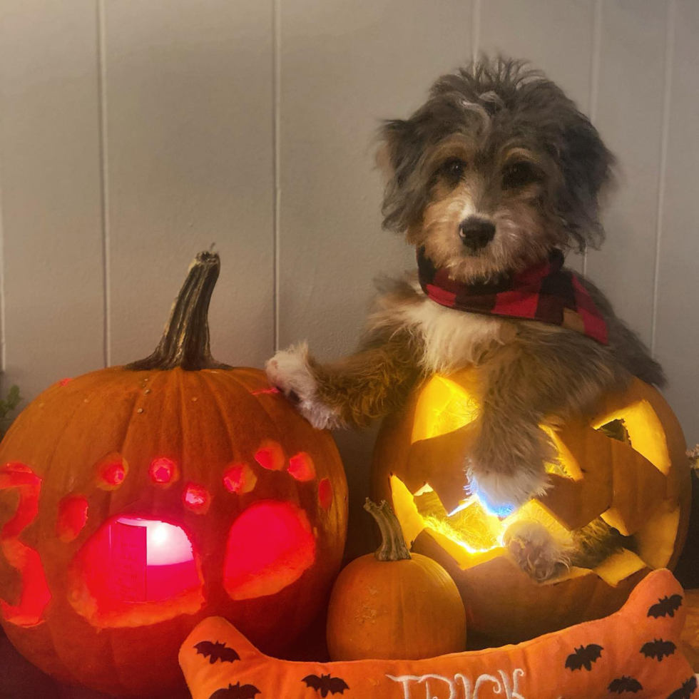 Energetic Bernadoodle Poodle Mix Pup