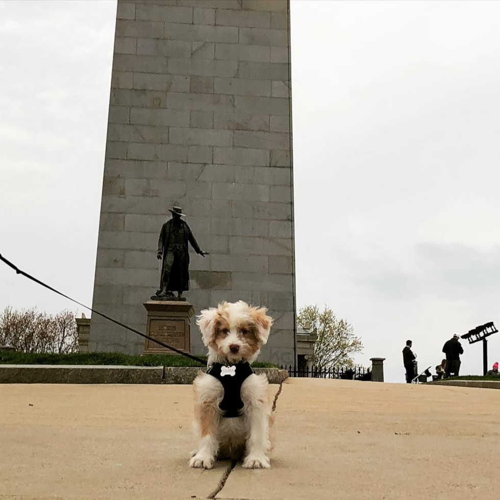 Charlestown Mini Aussiedoodle Pup