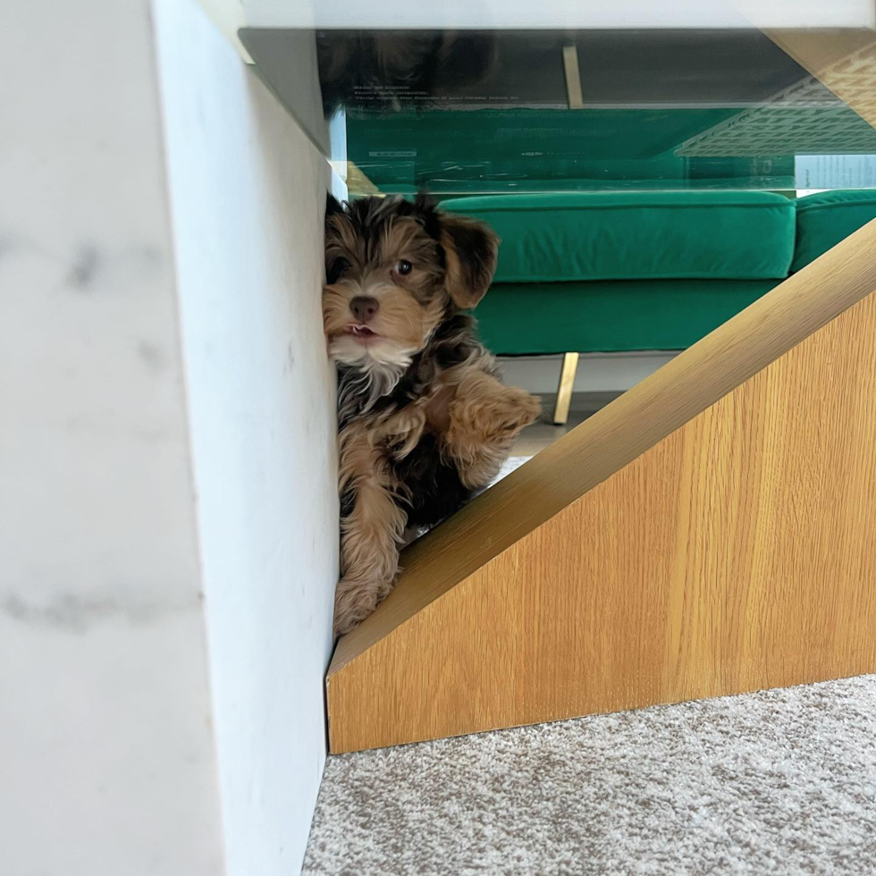 Adorable Yorkie Doodle Poodle Mix Pup