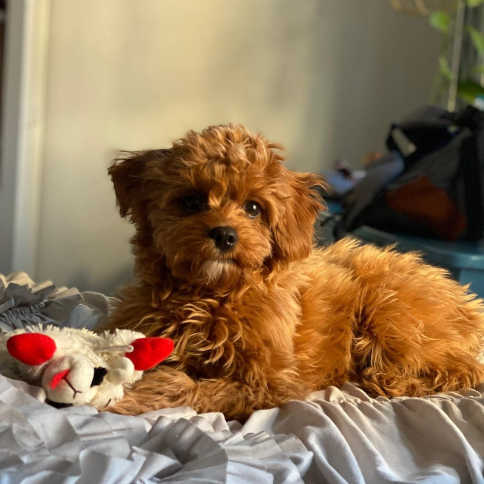 Funny Cavapoo Poodle Mix Pup