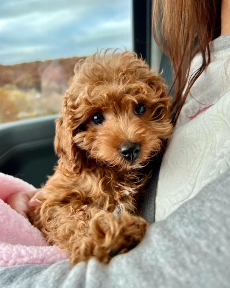 Cavapoo Being Cute