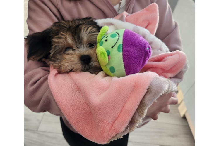 Small Morkie Baby