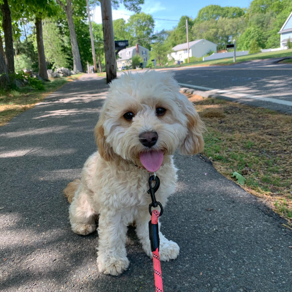 Wilmington Cavapoo Pup