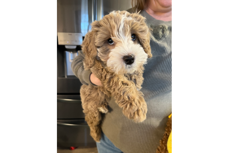 Mini Goldendoodle Puppy for Adoption