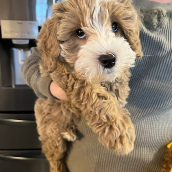Playful Mini Groodle Poodle Mix Pup