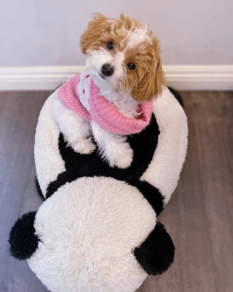 Funny Poodle Pup