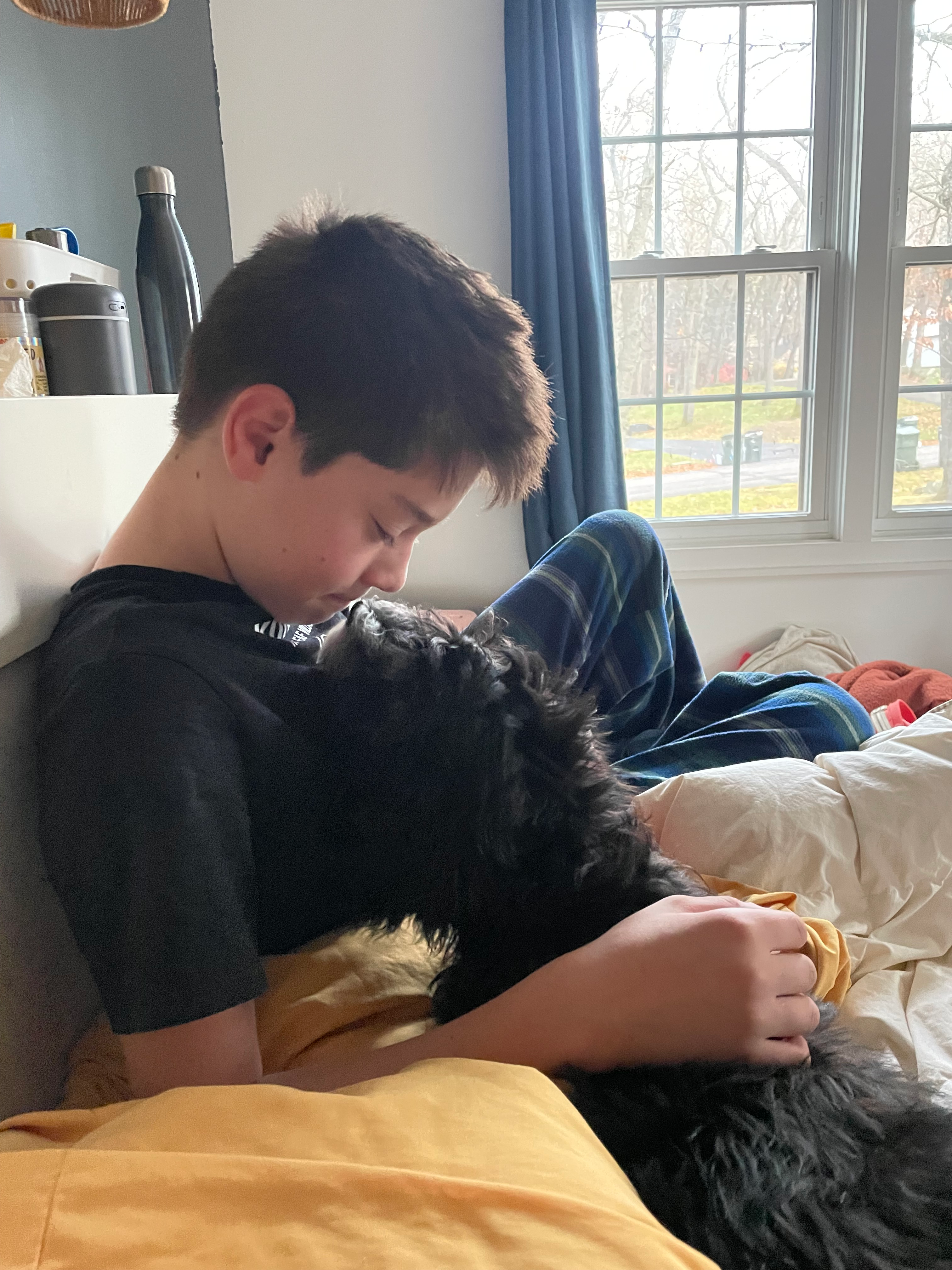 Mini Bernedoodle Pup Being Cute