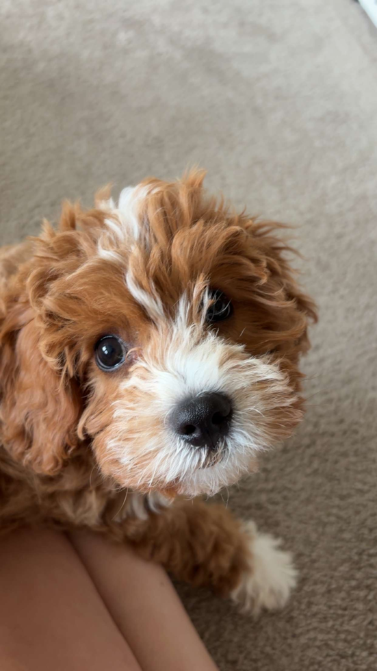 Cavapoo Pup