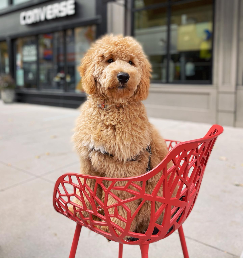 Mini Goldendoodle Being Cute