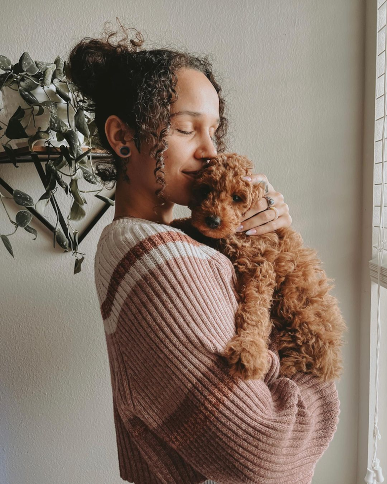 Playful Cockerpoo Poodle Mix Pup