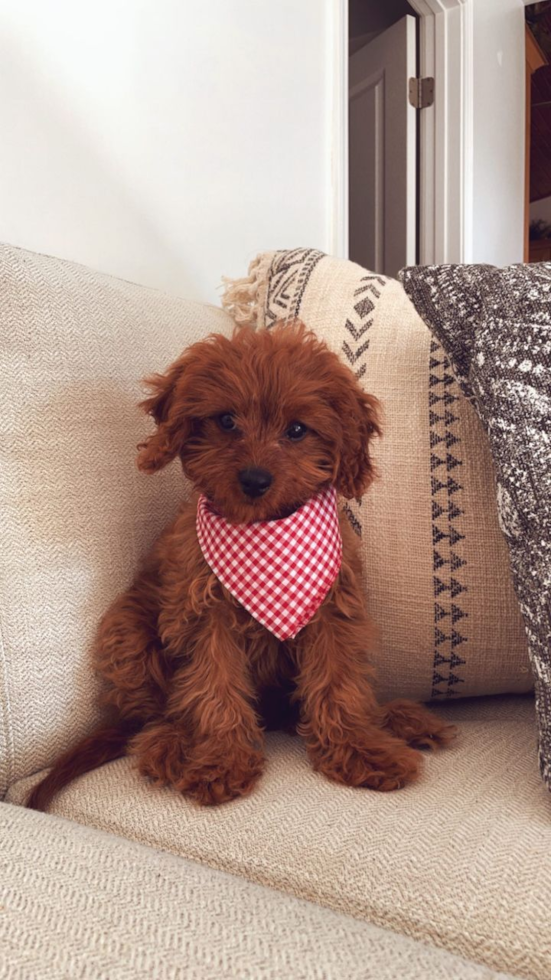 Friendly Cavapoo Pup in Coolville OH