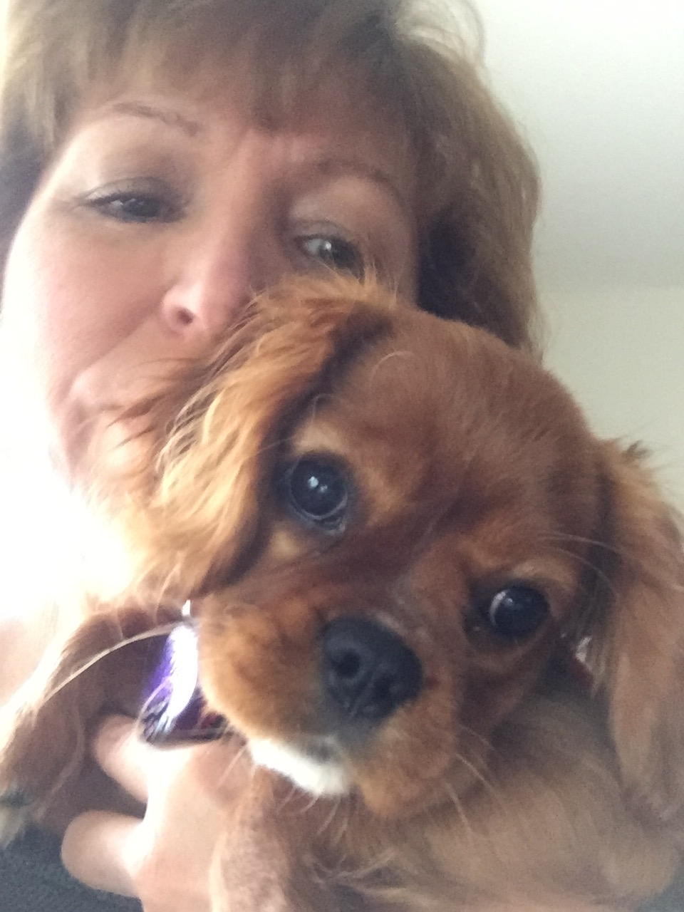 Cavalier King Charles Spaniel Pup Being Cute