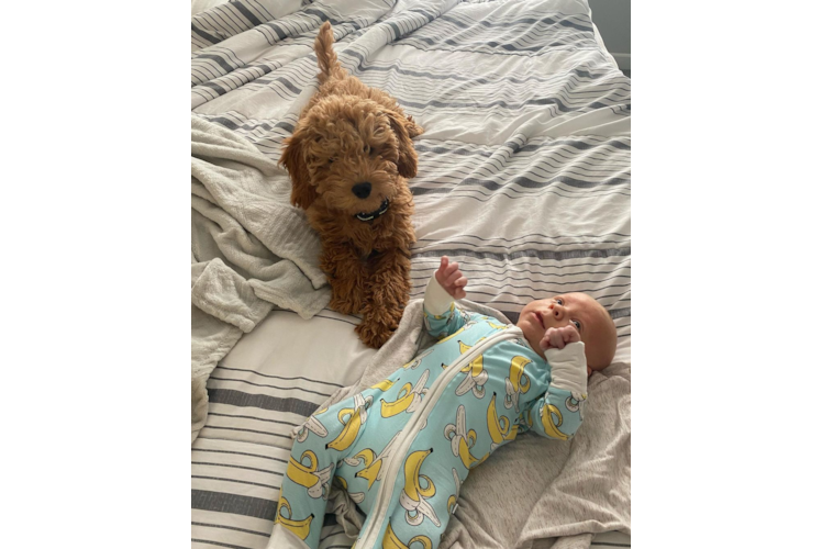 Friendly Mini Goldendoodle Baby