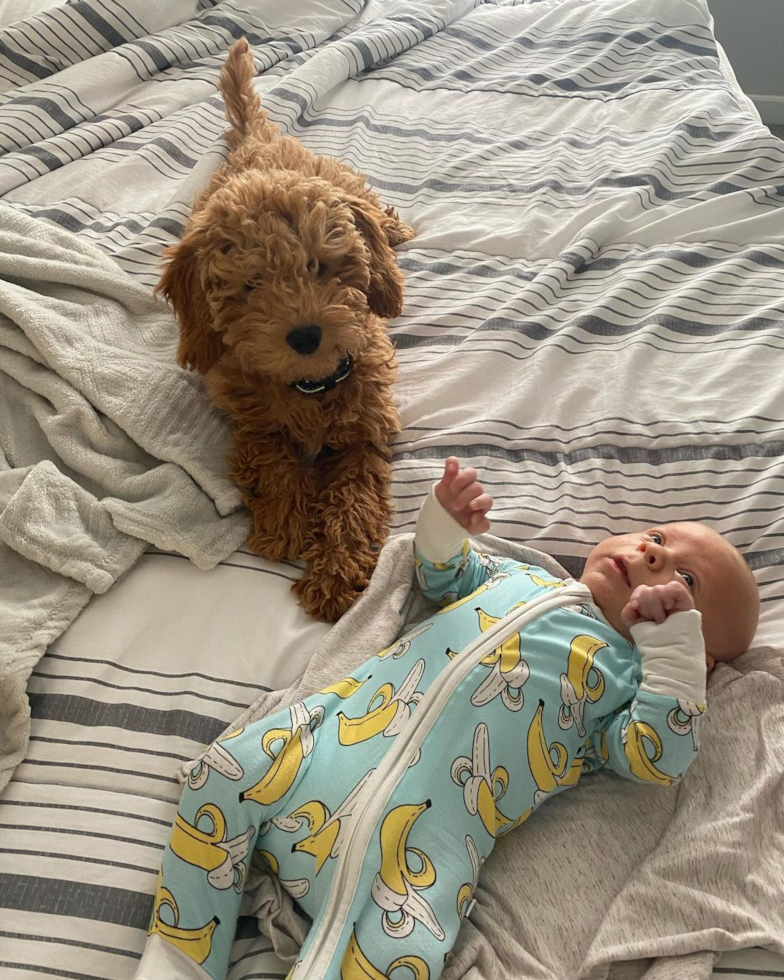 Fluffy Mini Goldendoodle Poodle Mix Pup