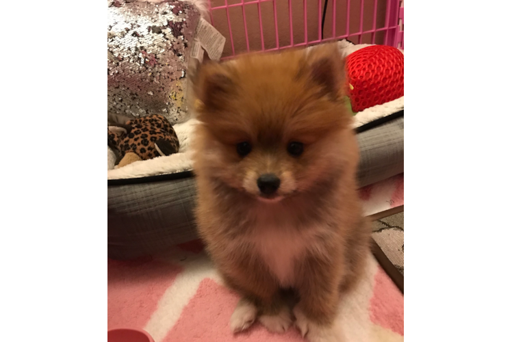 Pomeranian Puppy for Adoption