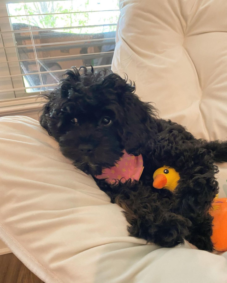 Charlotte Cavapoo Pup