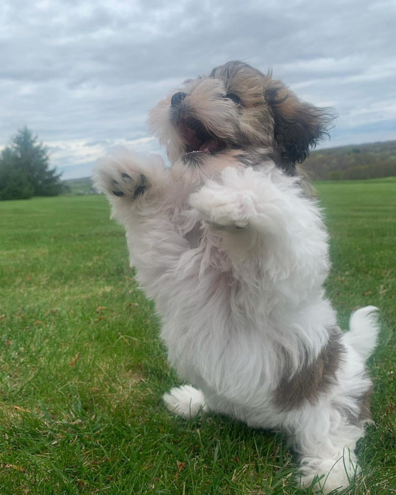 Playful Havanese Purebred Pup