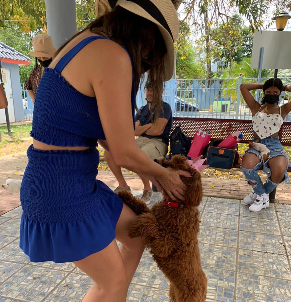 Sweet Cavapoo Pup in Florida FL