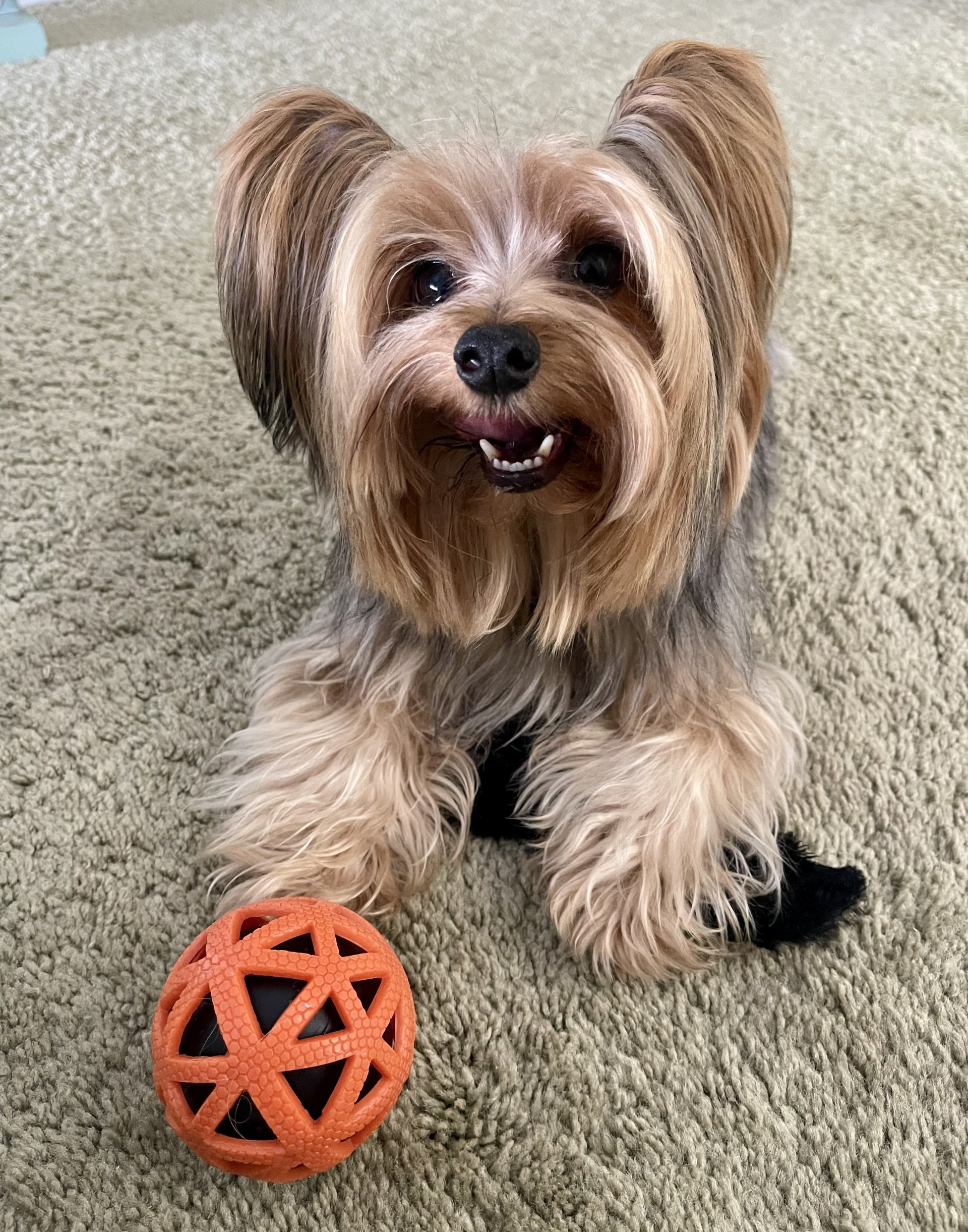 Happy Yorkie Purebred Puppy
