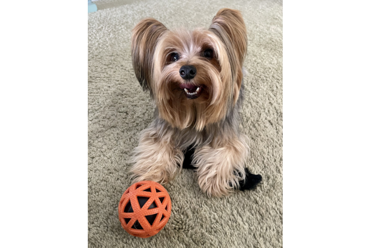 Happy Yorkie Purebred Puppy