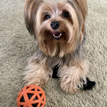 Friendly Yorkshire Terrier Pup