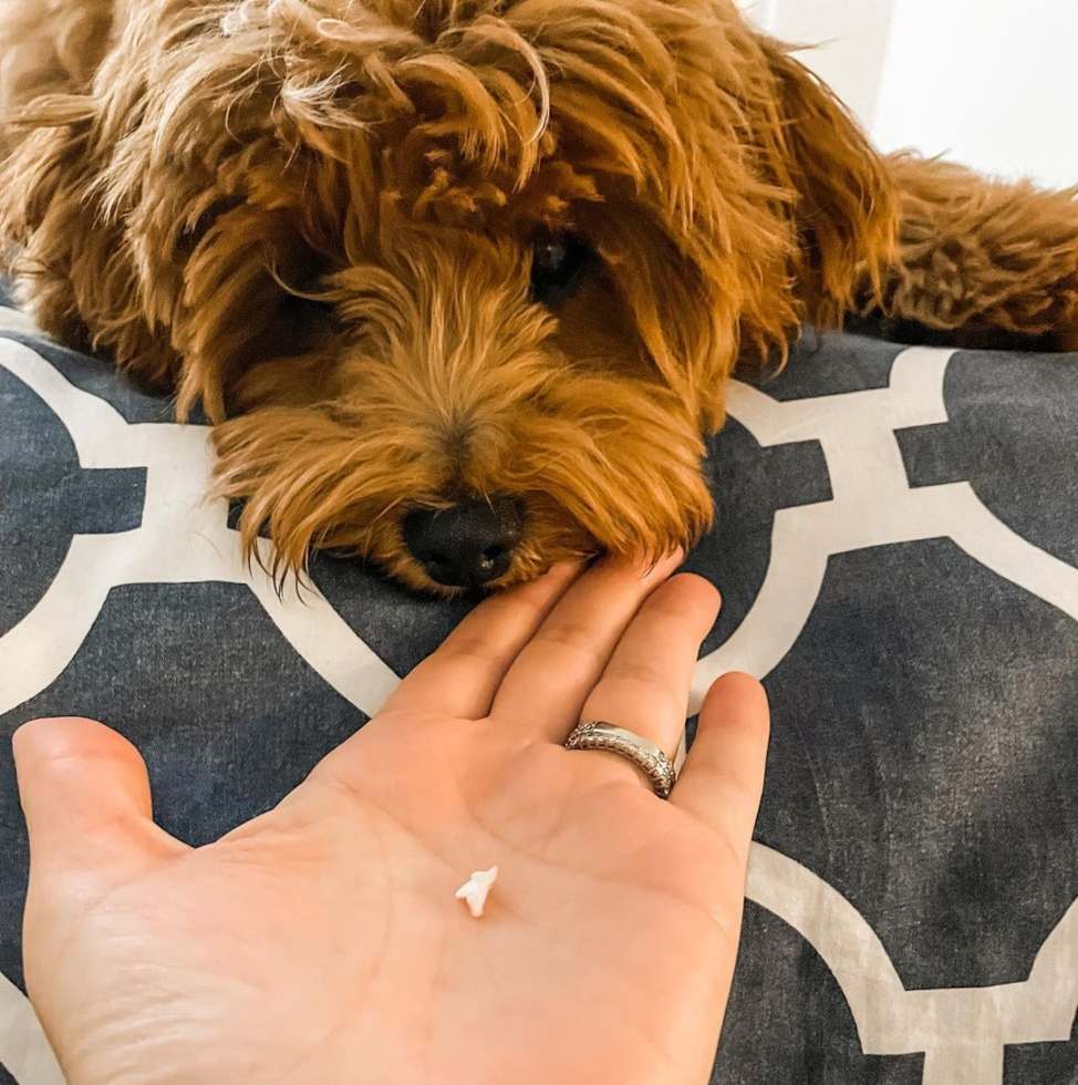 Funny Cavapoo Poodle Mix Pup