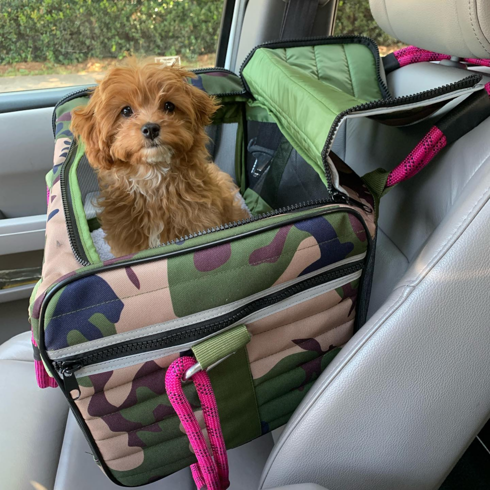 Popular Cavapoo Poodle Mix Pup