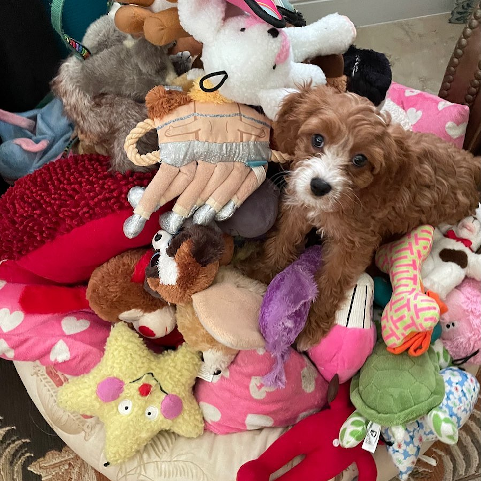 Energetic Cavoodle Poodle Mix Pup