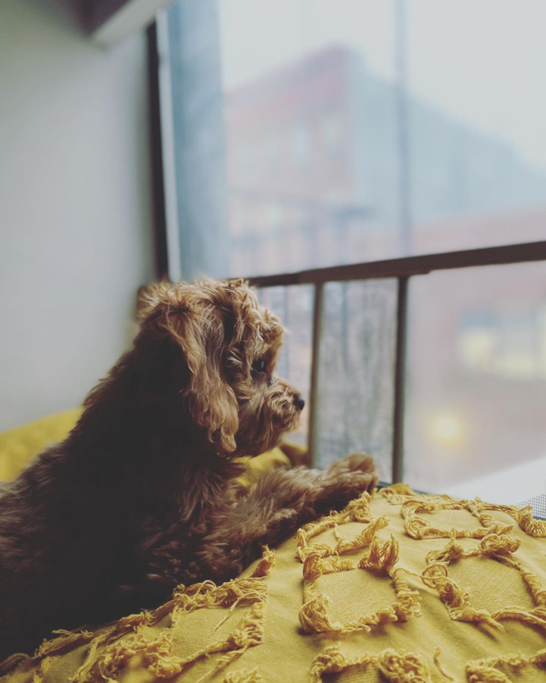 Sweet Cavapoo Pup