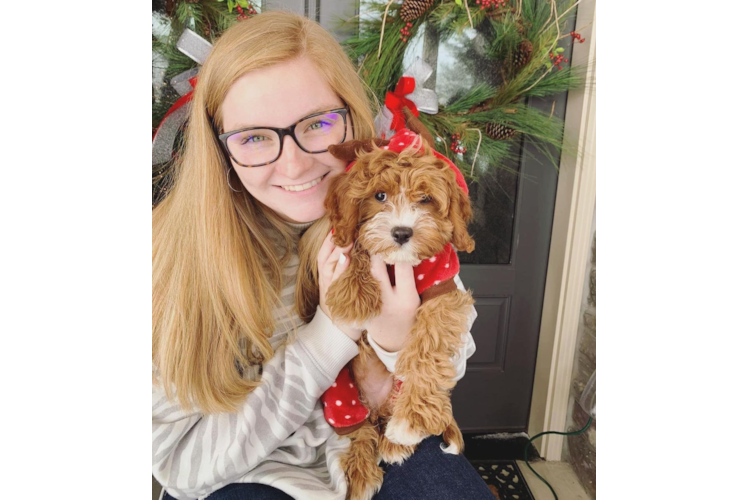 Smart Cavapoo Poodle Mix Pup