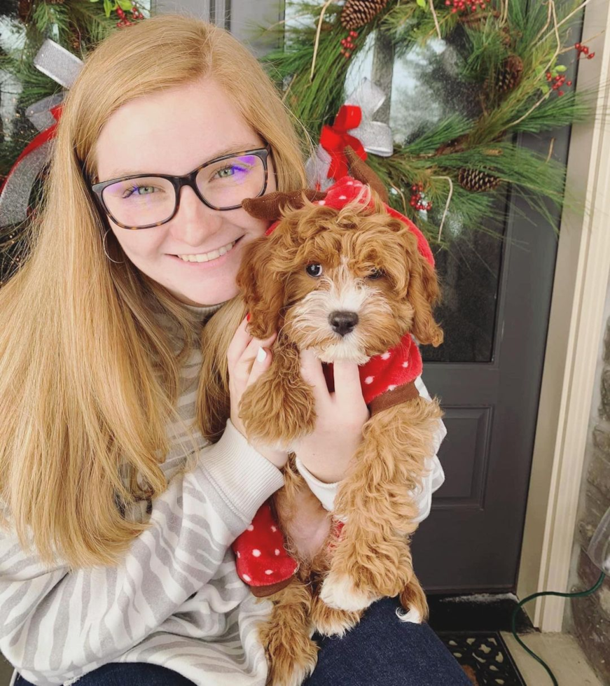 Happy Cavapoo Pup in Hampton TN