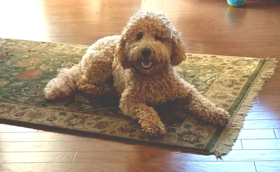 Dayton Mini Goldendoodle Pup