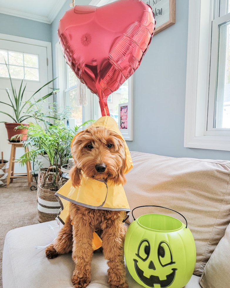 Funny Mini Goldendoodle Poodle Mix Pup