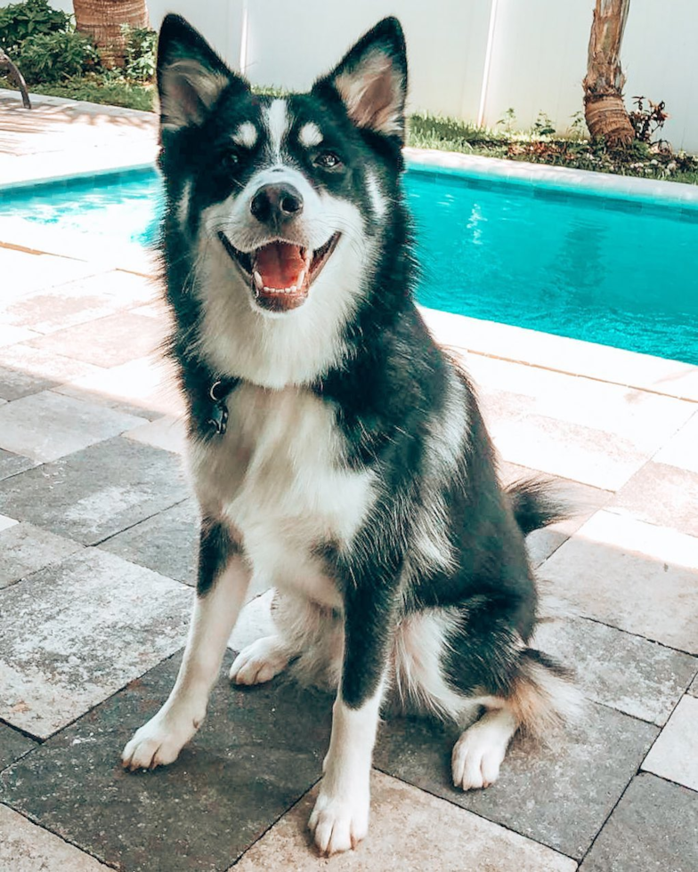 Sweet Pomsky Pup in Plantation FL