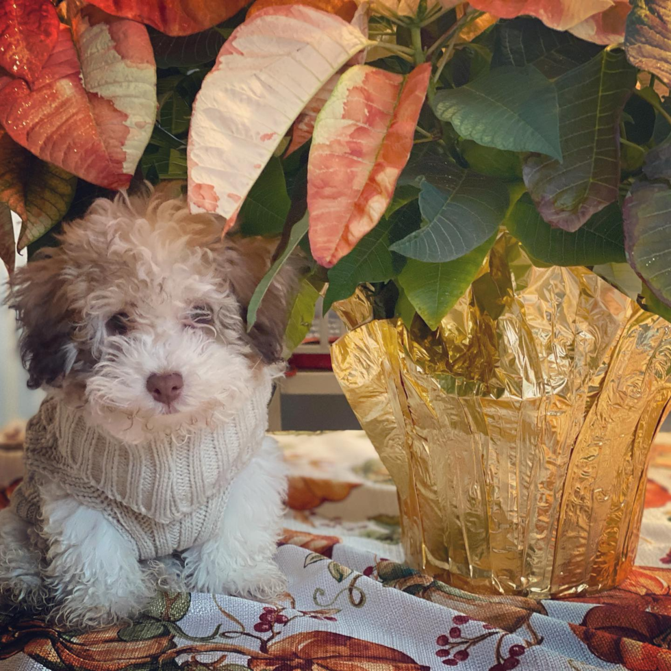 Petite Havapoo Poodle Mix Pup