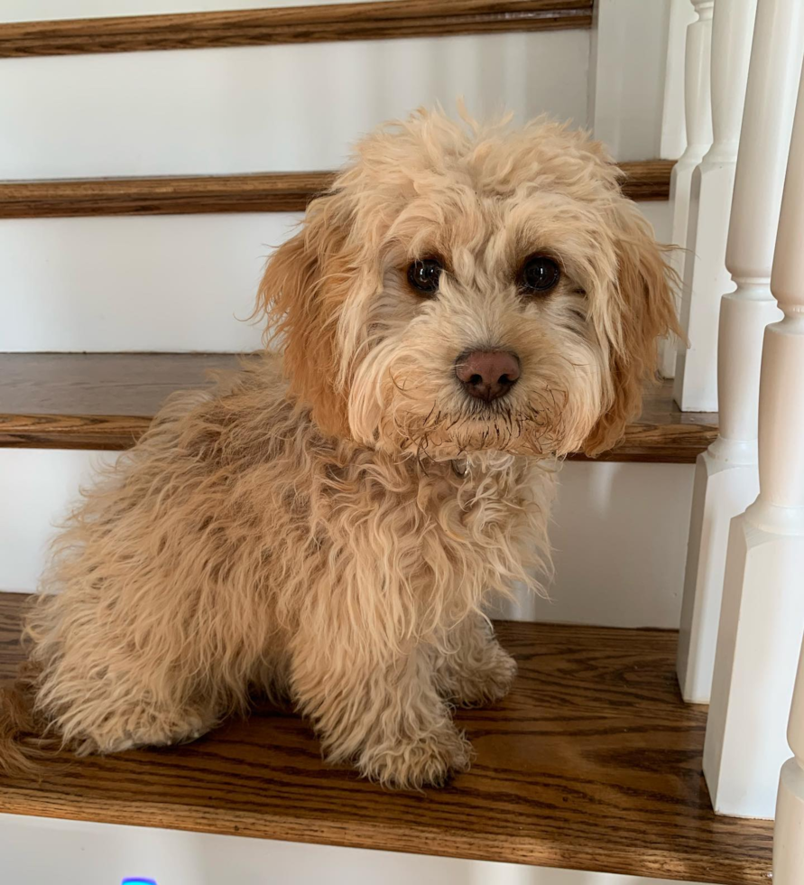 Cavapoo Being Cute