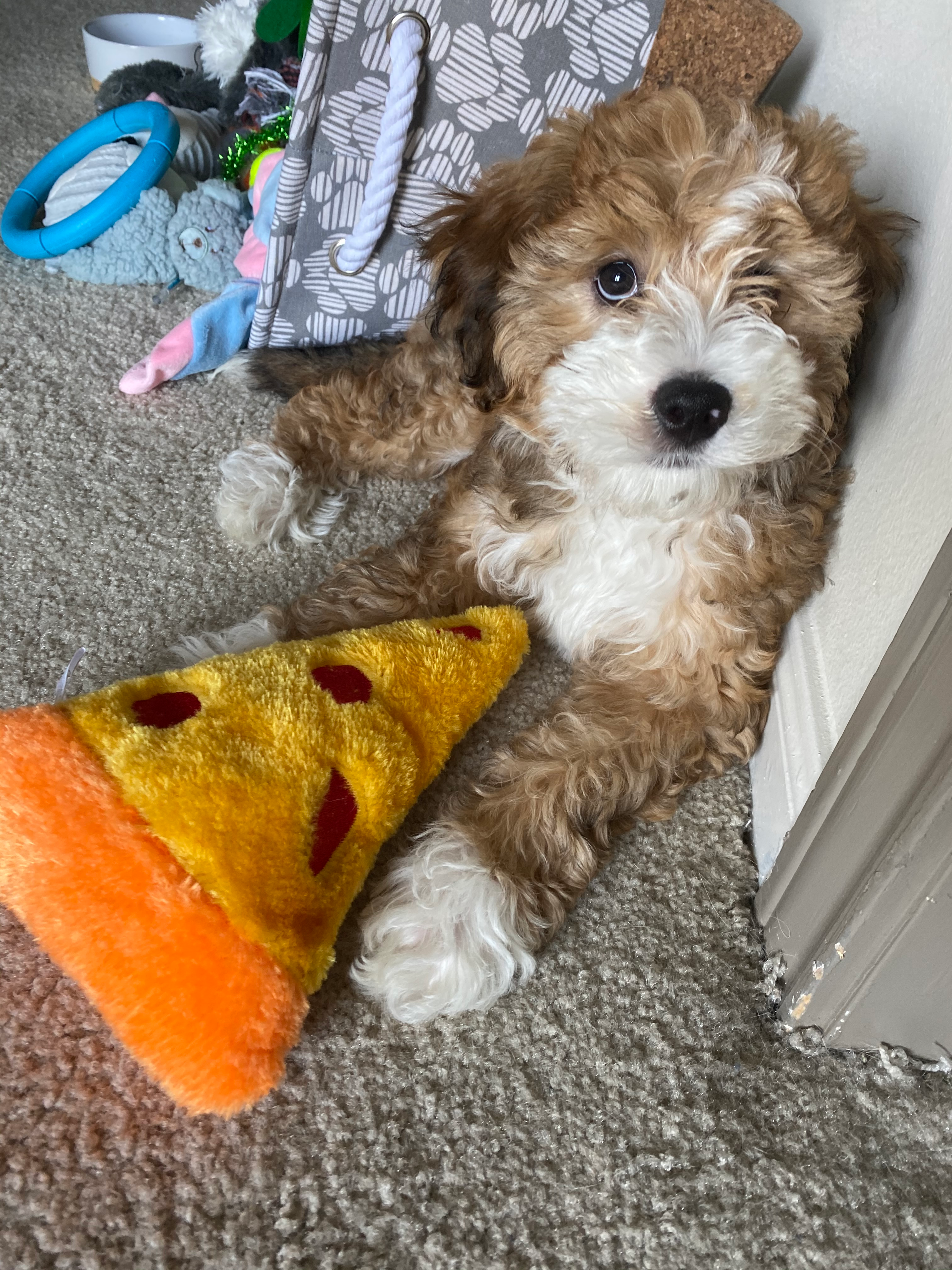 Mini Bernedoodle Pup Being Cute