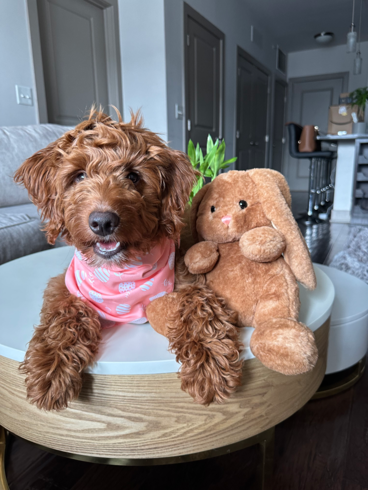 Mini Goldendoodle Pup