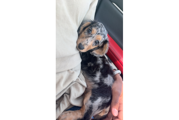 Dachshund Pup Being Cute