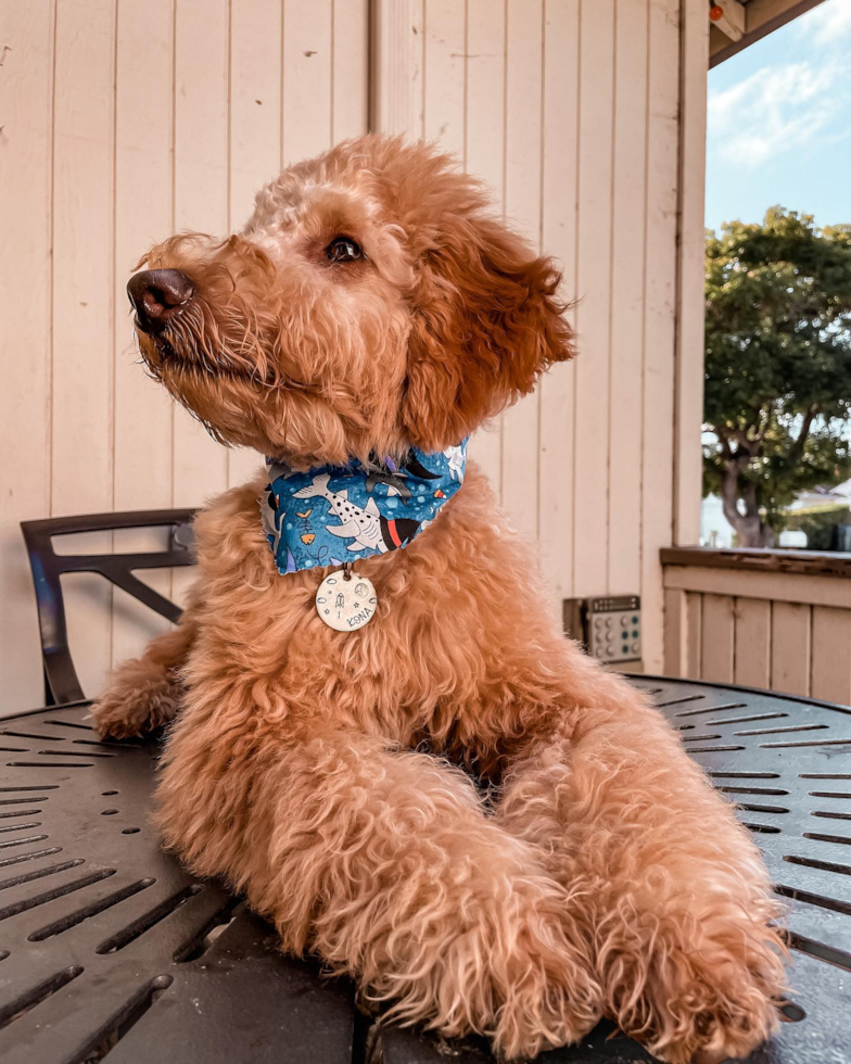 Fluffy Mini Goldendoodle Poodle Mix Pup