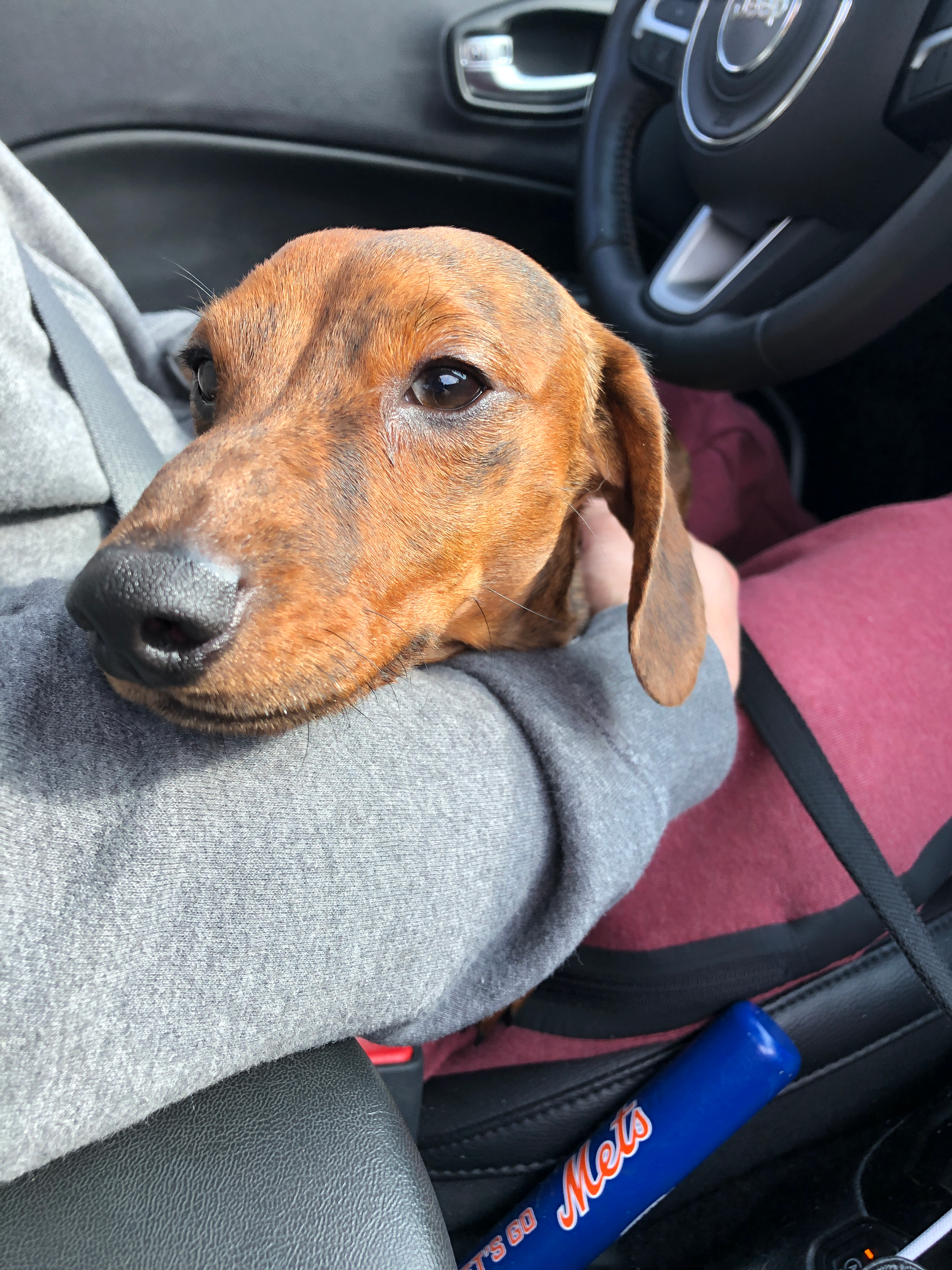 Best Dachshund Baby