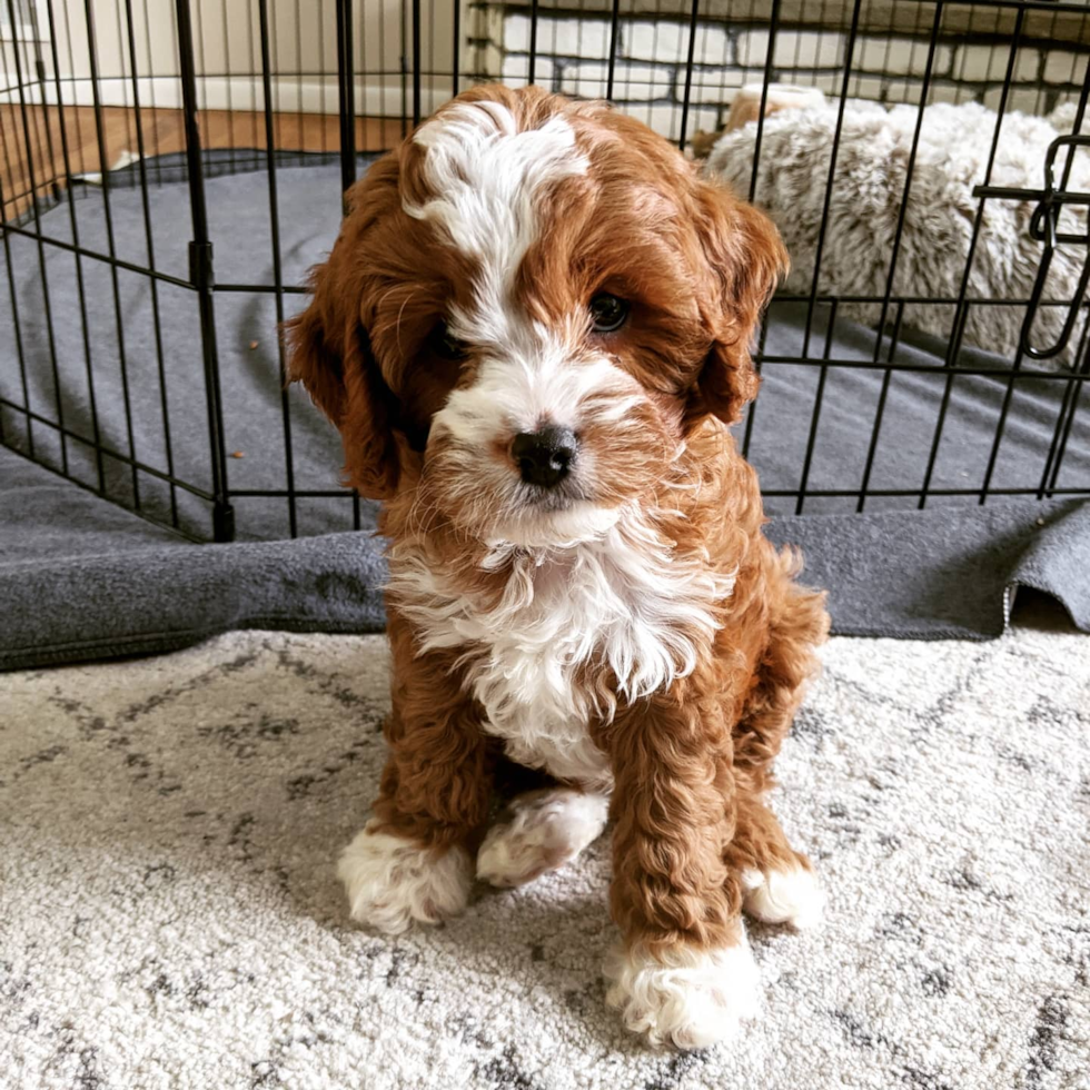 Popular Cavapoo Poodle Mix Pup