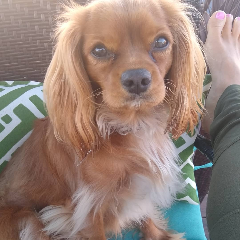 Cavalier King Charles Spaniel Being Cute