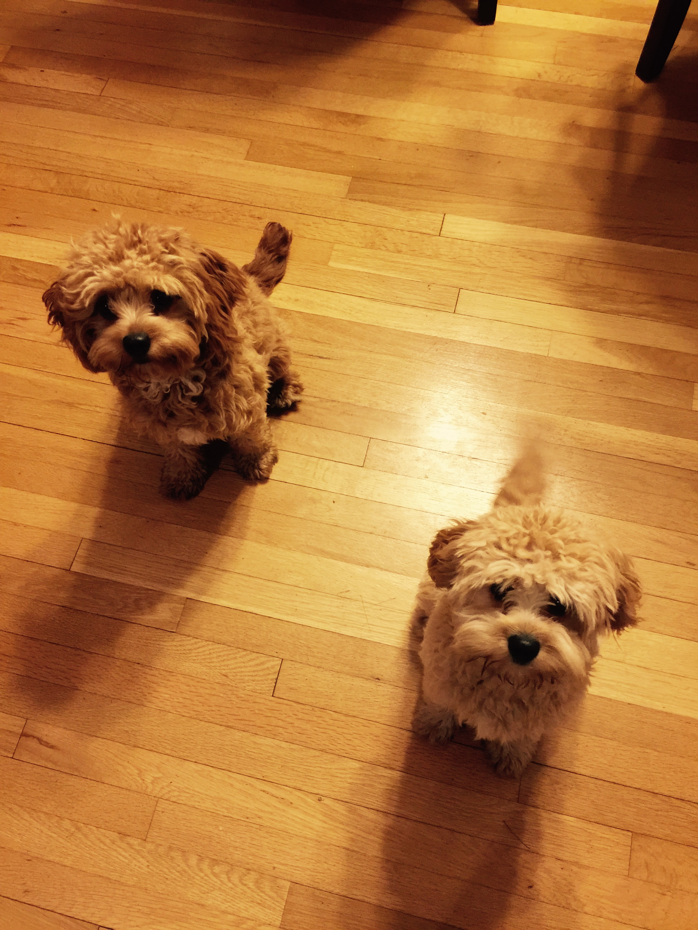 Cavapoo Puppy for Adoption