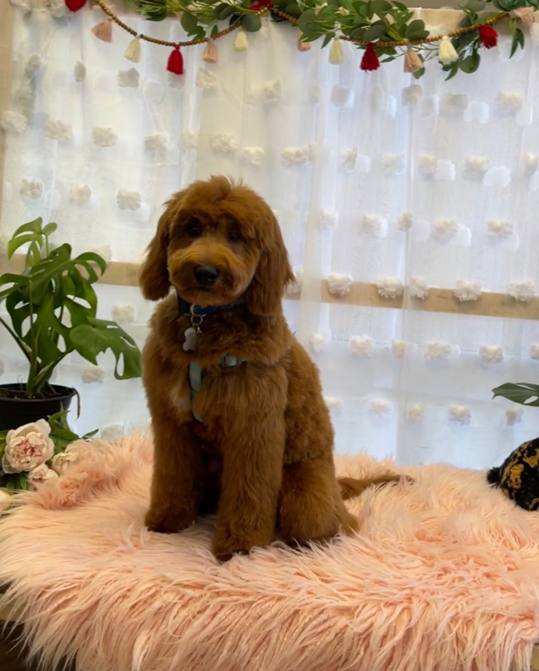 Mini Goldendoodle Being Cute