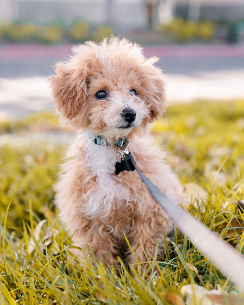 Energetic Bichpoo Poodle Mix Pup