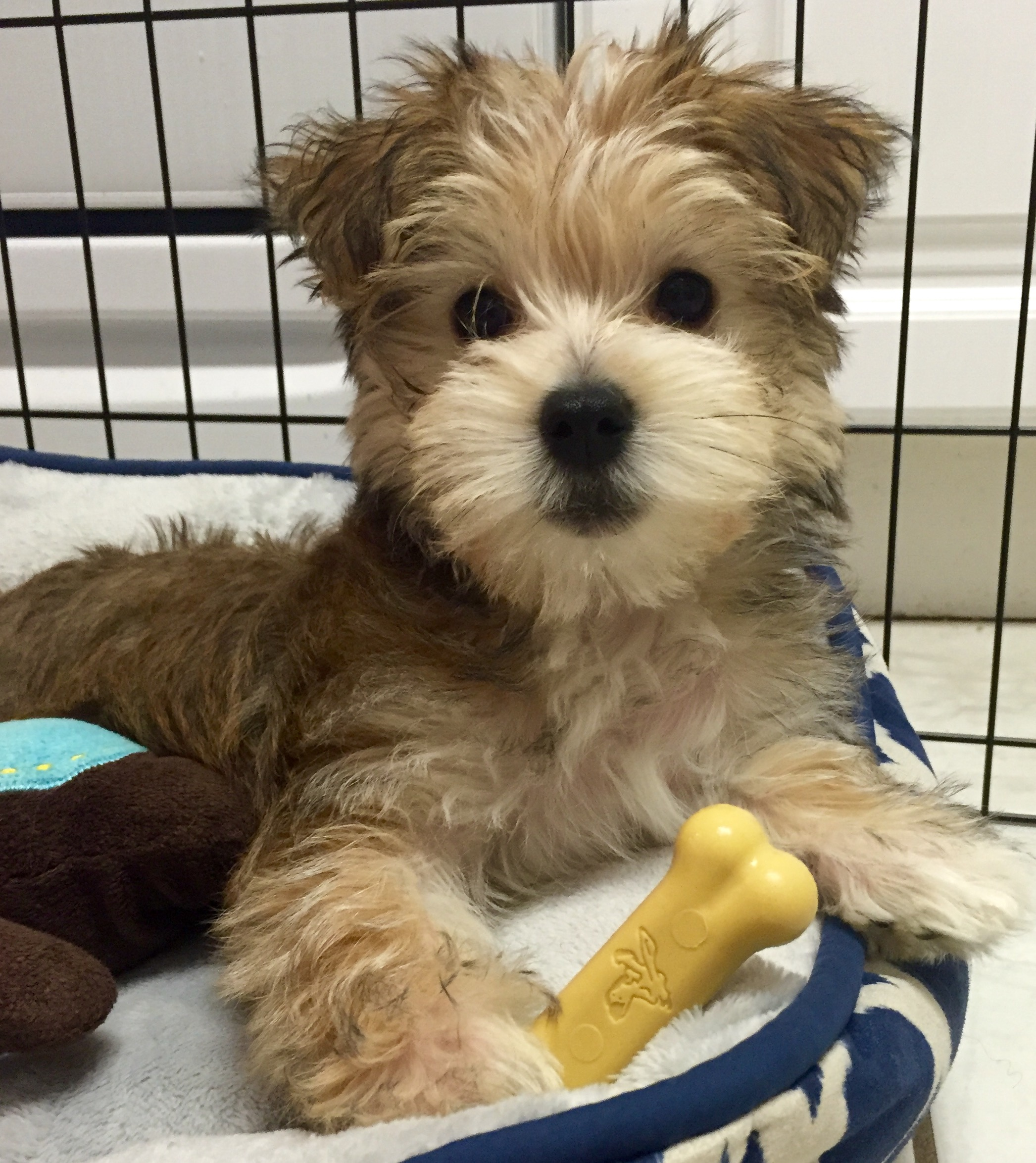 Morkie Pup Being Cute