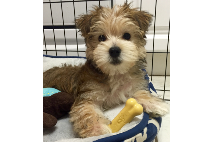 Morkie Pup Being Cute